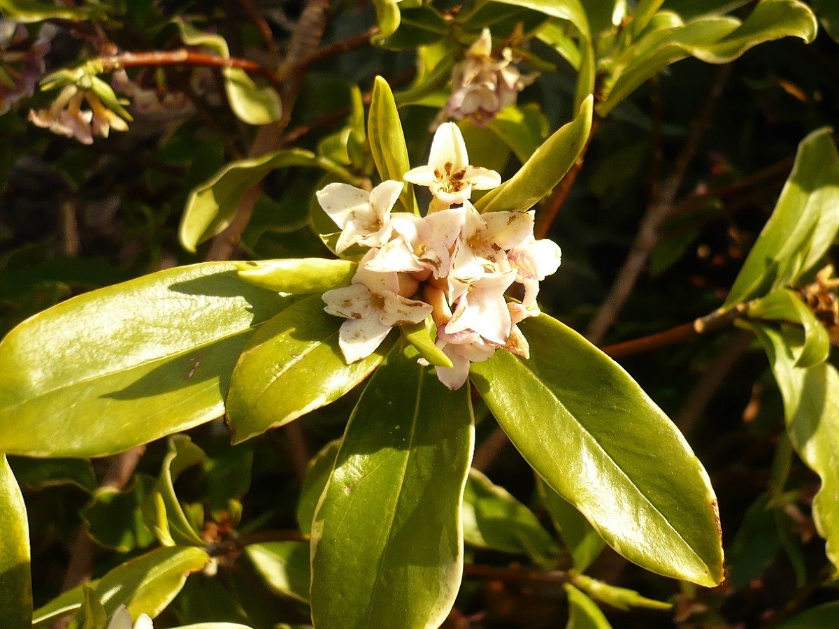Daphne cneorum (Thymelaeaceae)